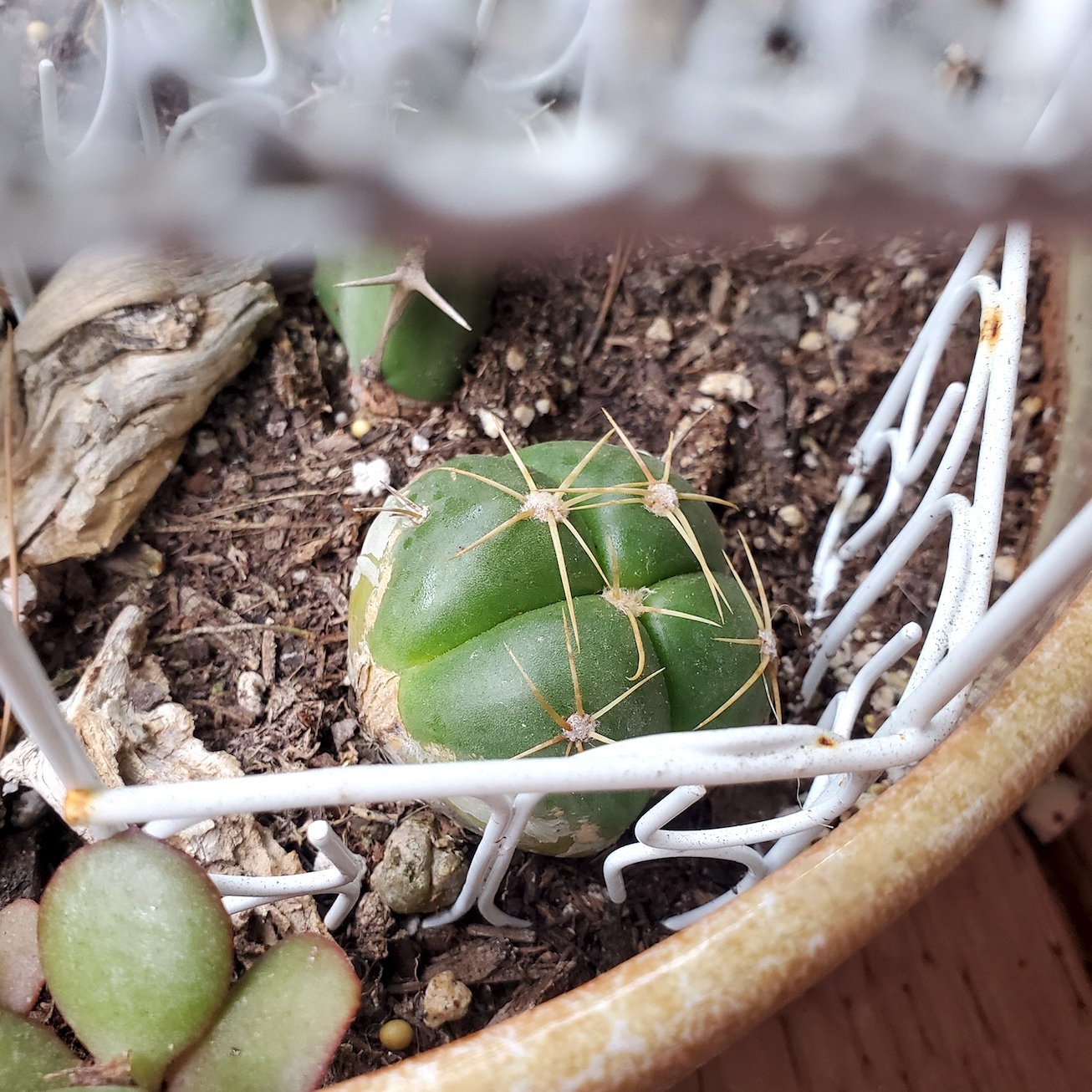 A round brazilian cactus, and incredibly slow-growing