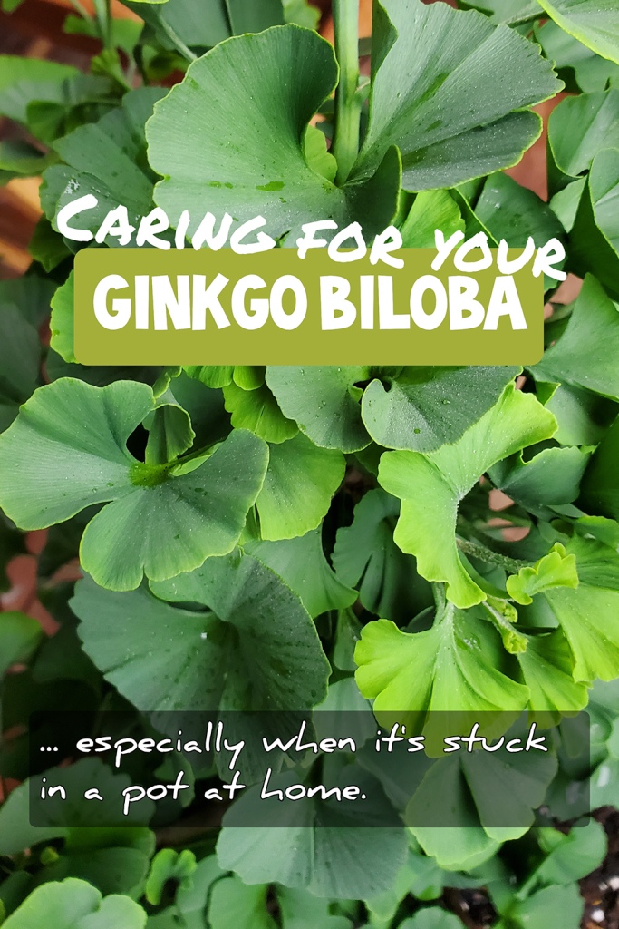 How to care for your Ginkgo Biloba