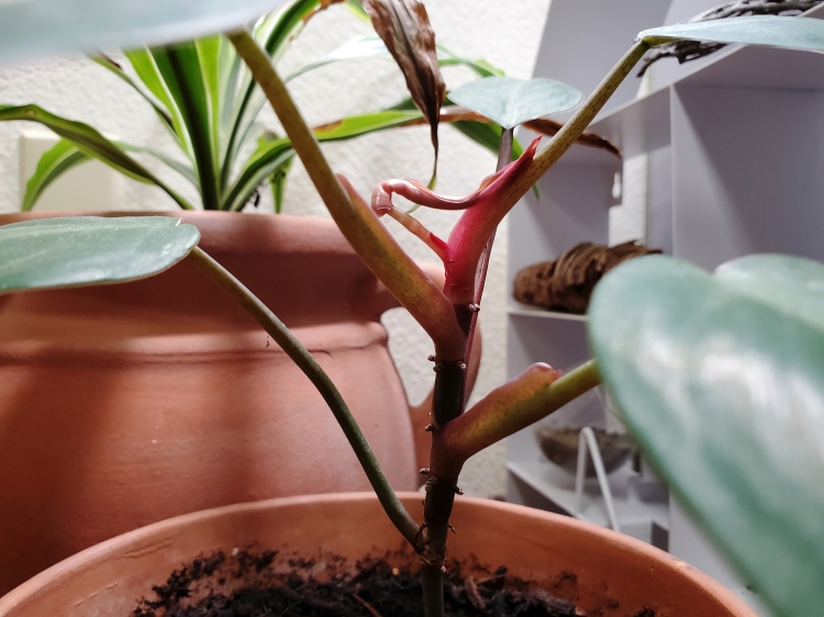 A new leaf pulling away on a Philodendron Red Emerald