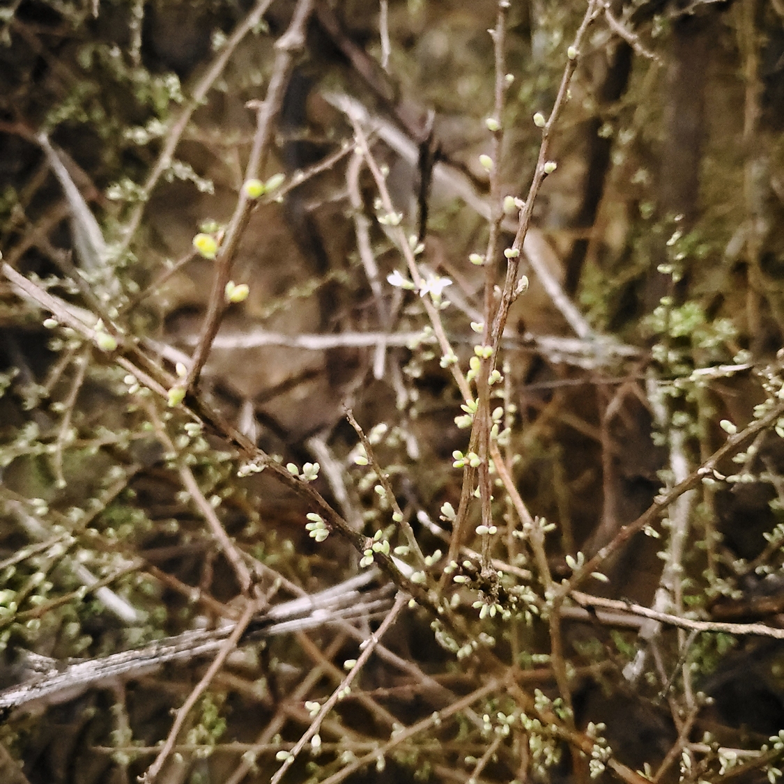 Sparse leaves on a California boxthorn