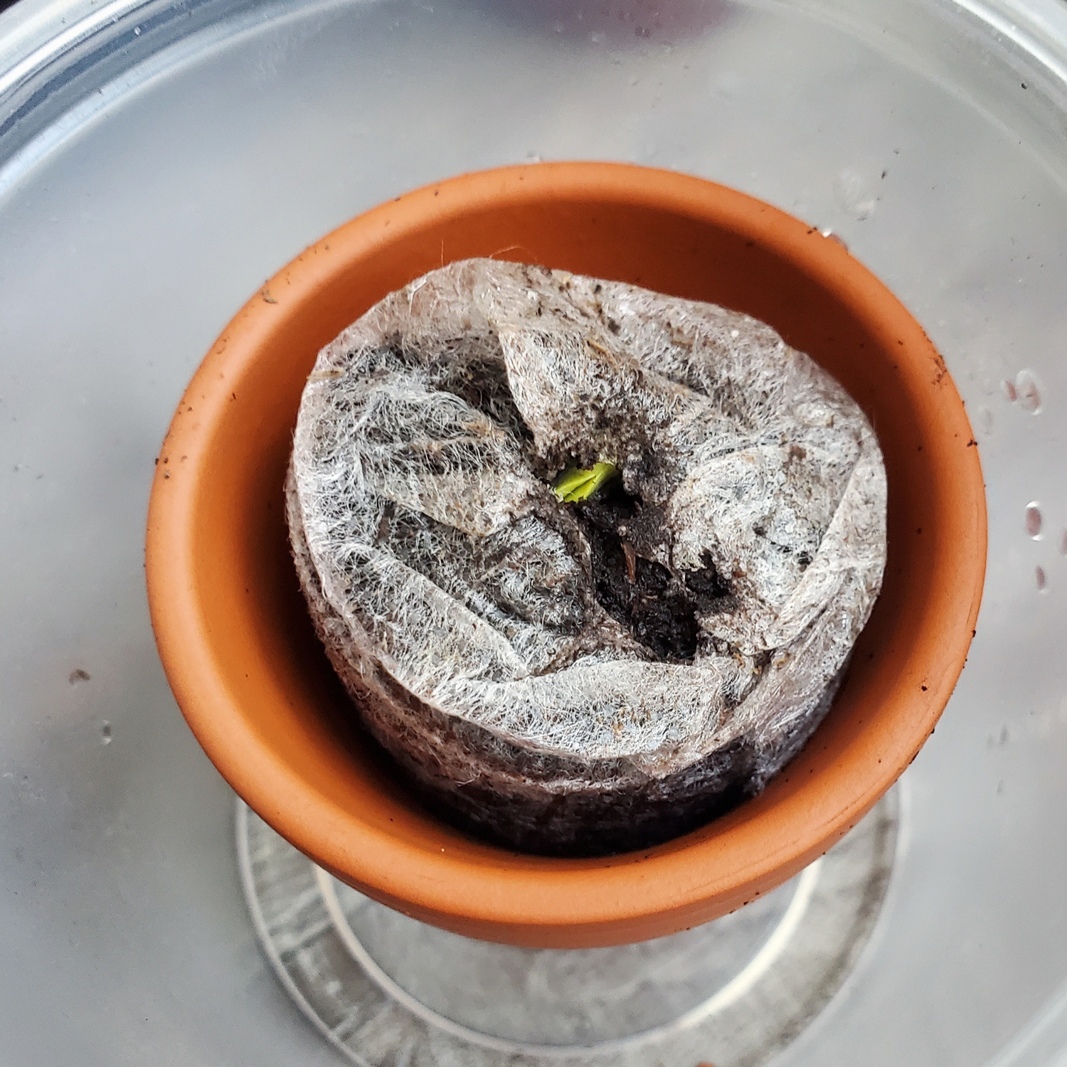A sunflower seed just starting to open up after a week in a seed starter
