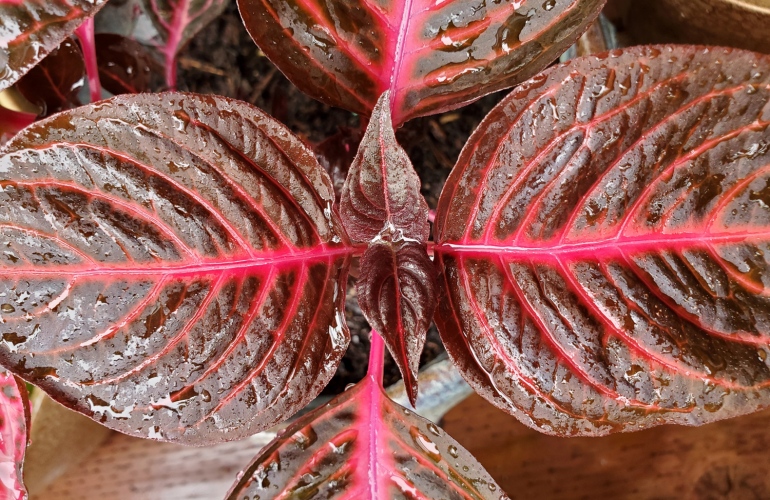Closeup of an Iresine (Bloodleaf) leaf just after the rain