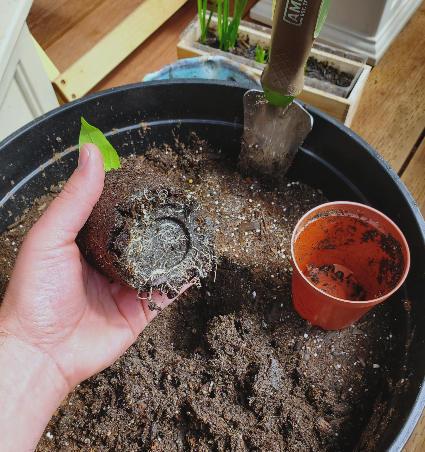 A sunflower seedling that grew too big for its pot, with the roots curling at the bottom