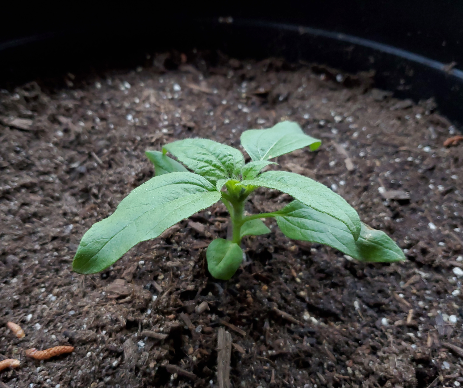 A sunflower seedling alone in a large pot outdoors