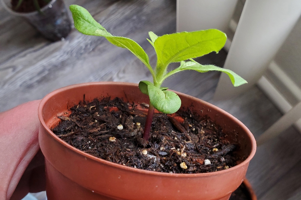A sunflower seedling that is developing its third pair of true leaves