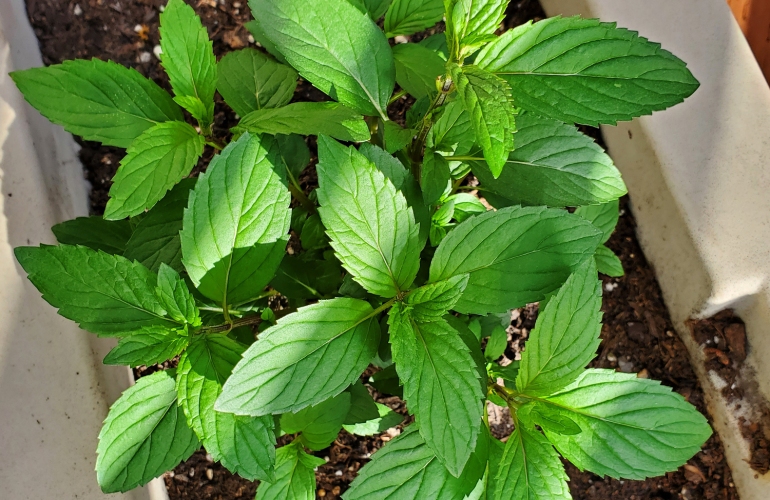 Spearmint looking healthy and ready to grow in spring