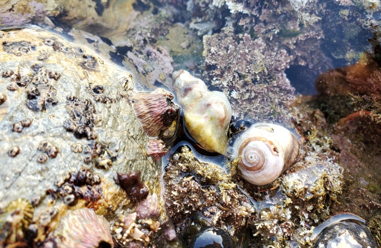 A handful of snails and barnacles down at Pelican Cove