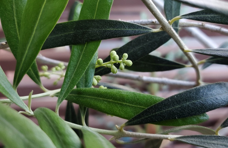 The olive tree is starting to form its first buds