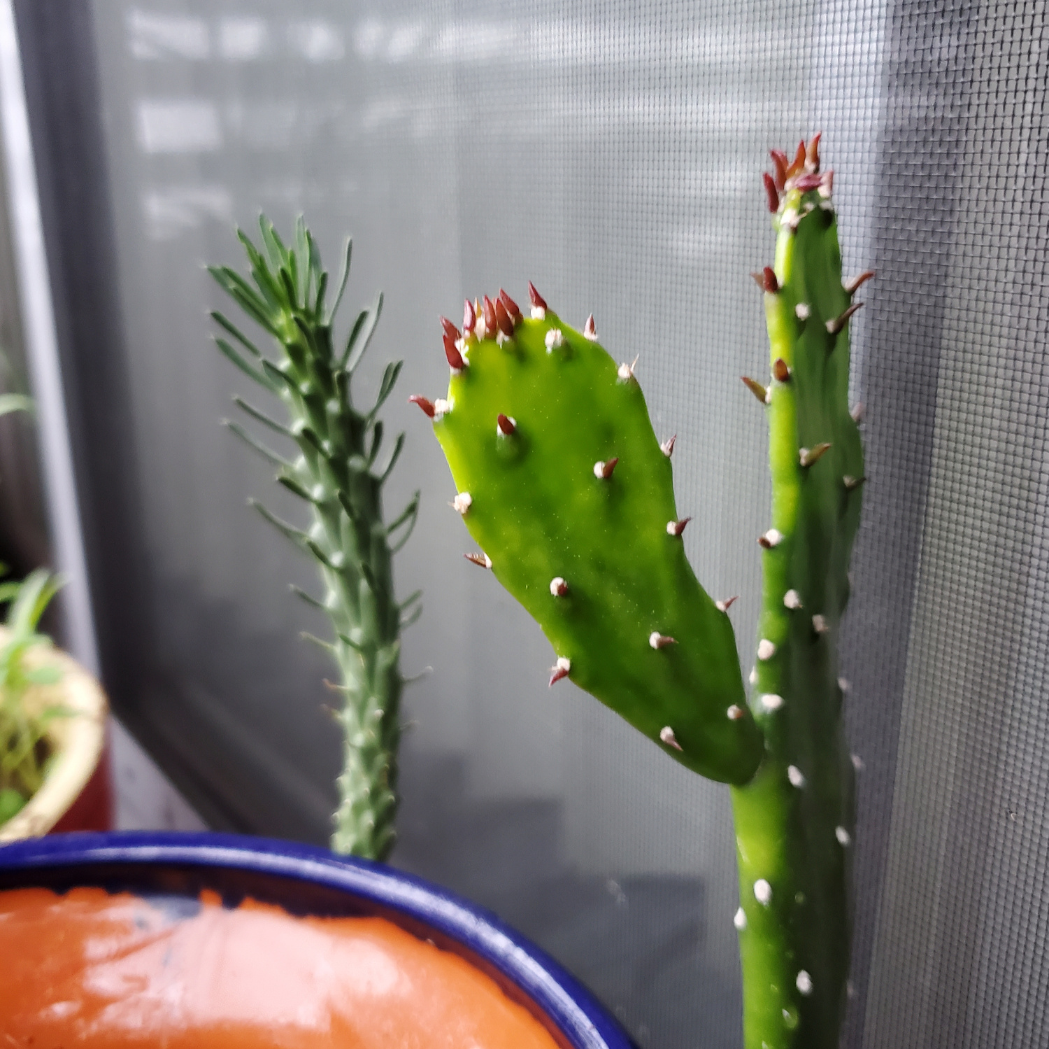 The cactus is growing a new arm!