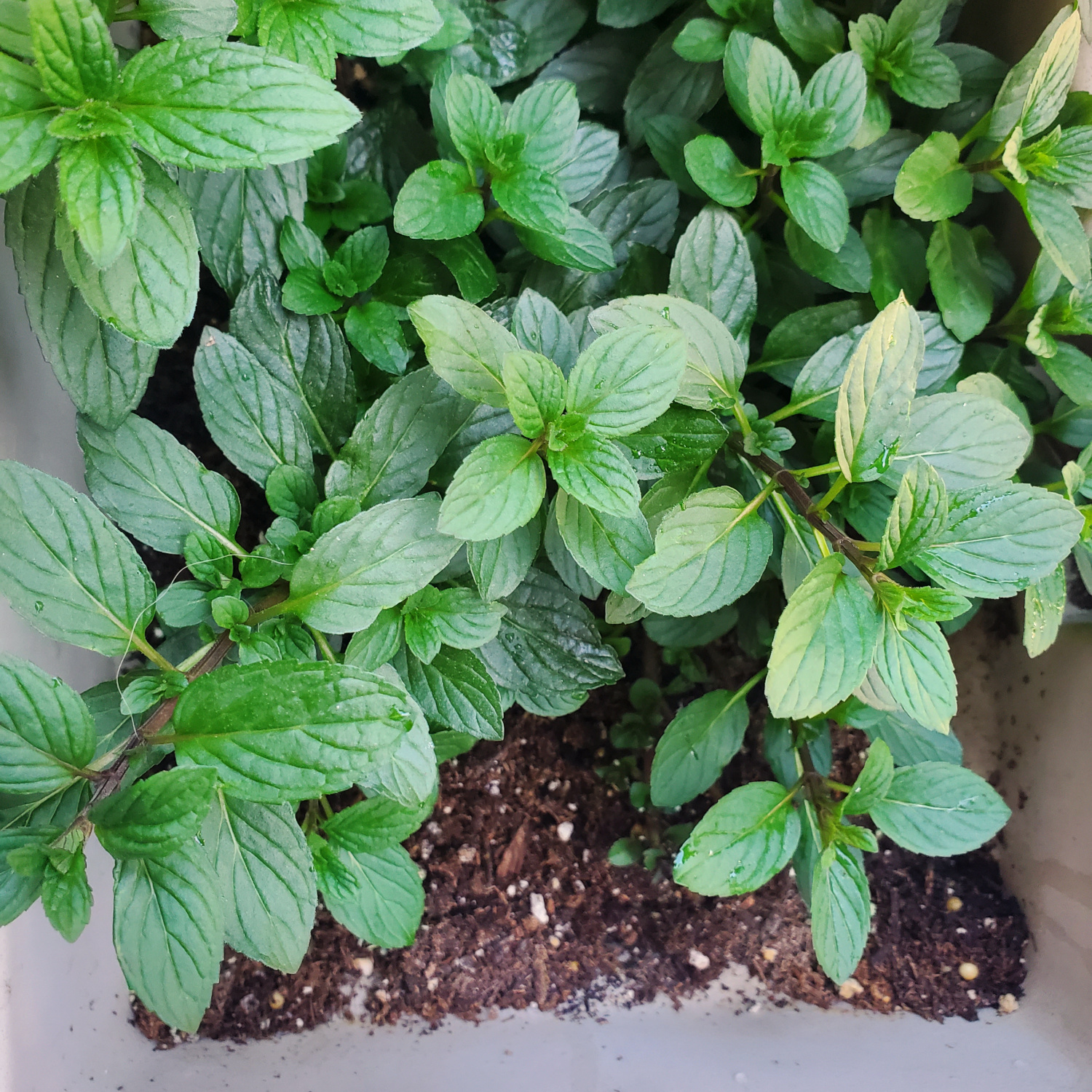 The mint is filling in all the empty spaces in the planter