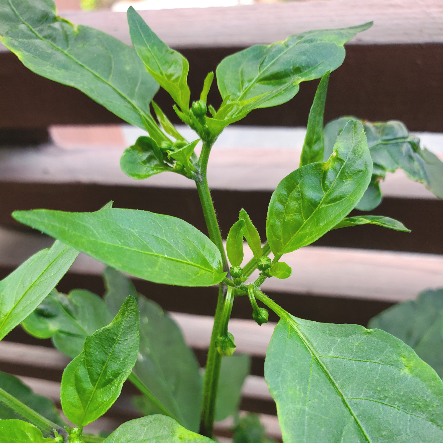 A new pepper plant is finally creating some flowers